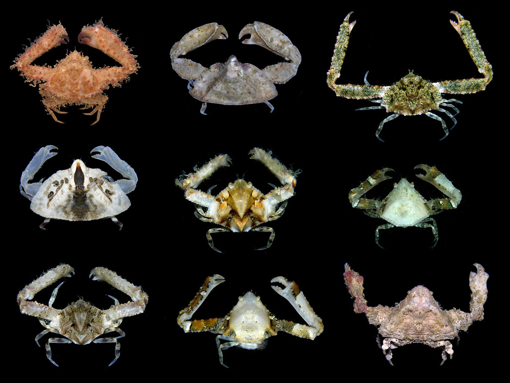 图1. 多种多样的蟹类(其实图里都是菱蟹总科的)