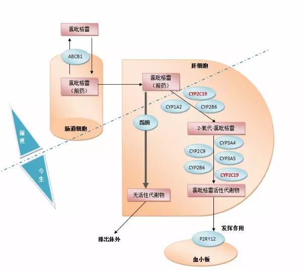 氯吡格雷的前世今生