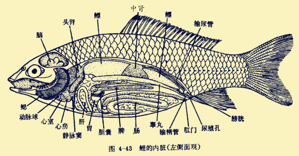 鱼的解剖图是这样滴(网络图)
