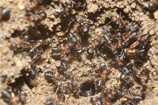 该蚂蚁群体于2013年被一群清点在掩体内过冬的蝙蝠数量的志愿者发现.