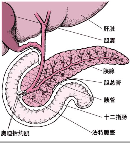 胰腺与胆总管的解剖关系(图片来源:fbwk.org)