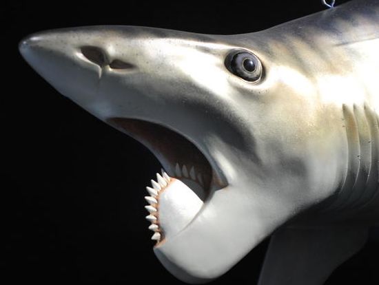 旋齿鲨生活与二叠纪和三叠纪之间,它的牙齿像是一个齿,科学家
