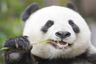 复杂牙齿结构助熊猫成生存竞争赢家