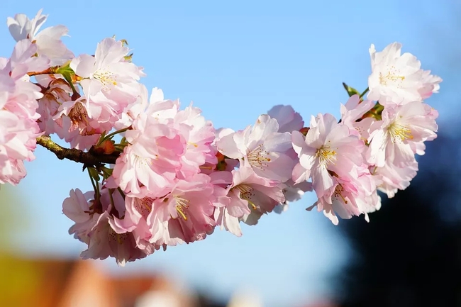 告别“花痴”，春季识花指南