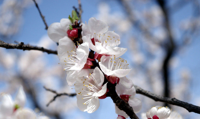 告别“花痴”，春季识花指南