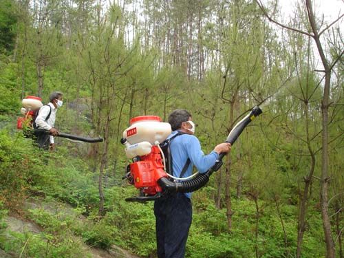 林业有害生物的发生原因及防治策略