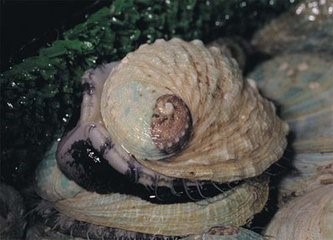 "有壳类"海洋动物 不只是好吃而已