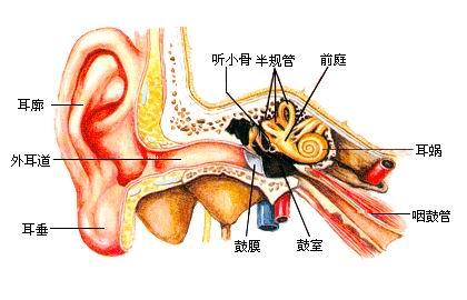 耳部构造 顾名思义"规"就是"圆"的意思.