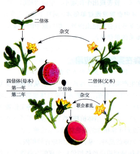 多倍体育种,利用人工诱变或自然变异等,通过细胞染色体组加倍获得