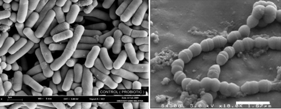 常用于发酵酸奶的保加利亚乳杆菌(左)与嗜热链球菌(右)扫描电镜图