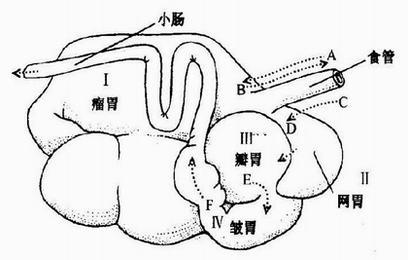 反刍胃(虚线表示食物经过途径)(图片来源于网络)