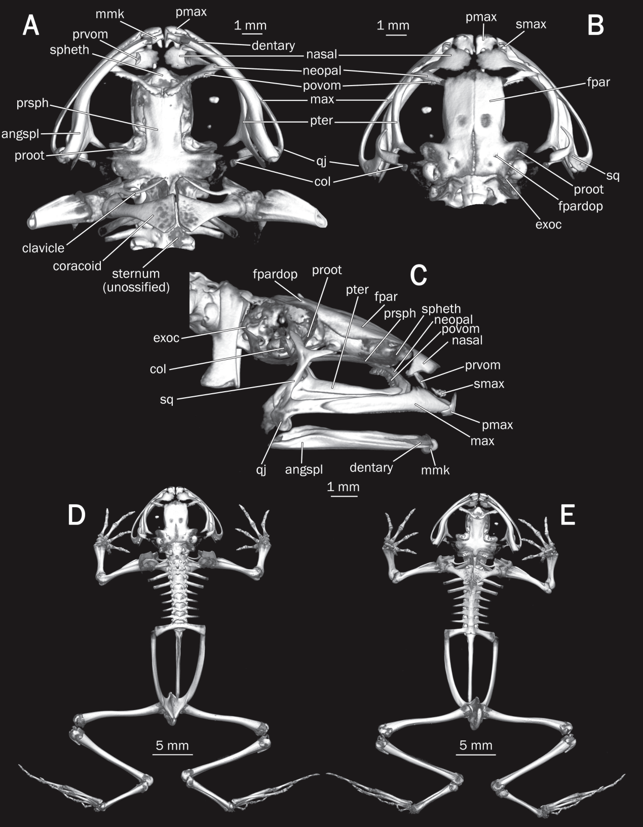 利用精细ct断层扫描技术我们甚至可以非常清楚地看到青蛙的骨骼结构.