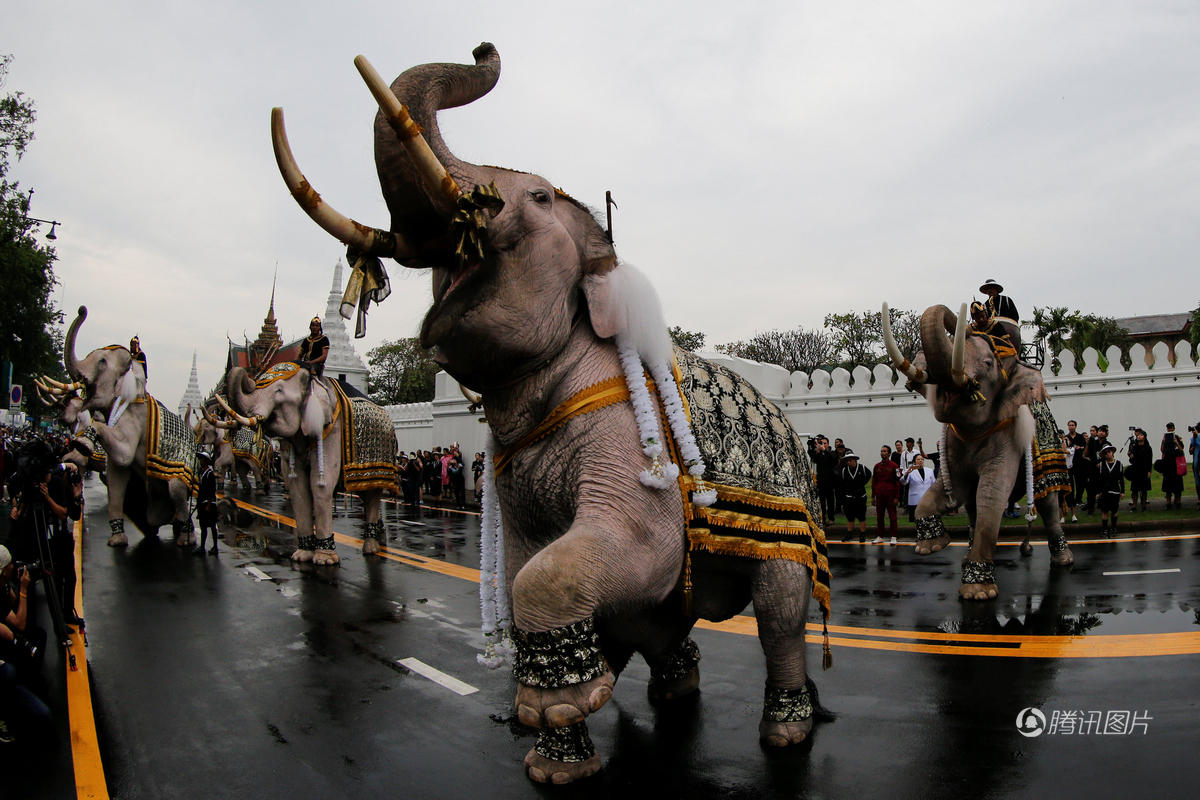 疯狂动物园泰国大象悼念国王普密蓬行叩拜礼