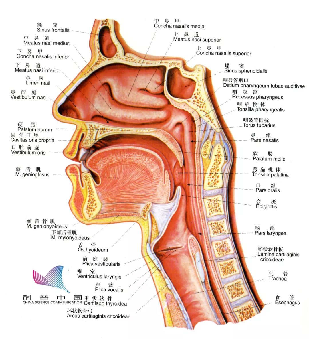 鼻咽腔解剖图图片