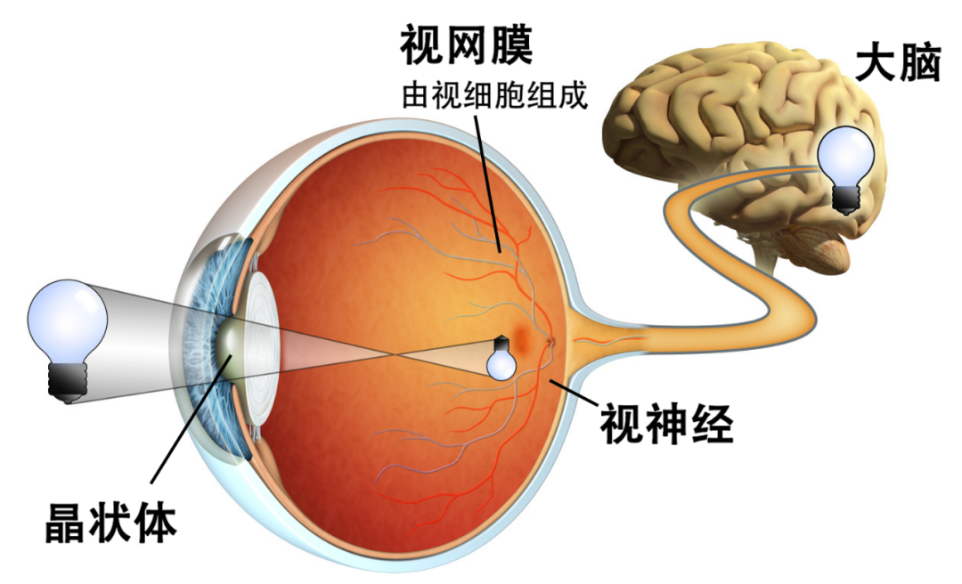 高密度人工视网膜,让盲人重见光明,实现超级视力又近了一步
