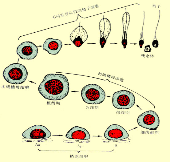 次级精母细胞图片图片