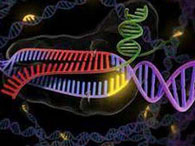 RNA2.jpg