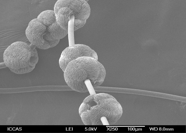 1根头发有6万纳米那么粗!看看显微摄影下的纳米结构