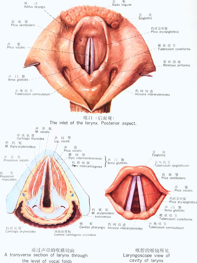 狗的声带解剖结构图图片