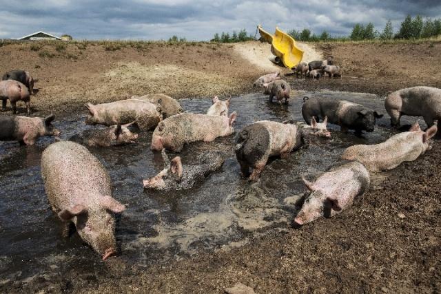 图为荷兰巴特门一家农场,一群猪在泥池里玩耍