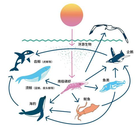南极海洋生物金字塔,南极海洋食物链基本结构