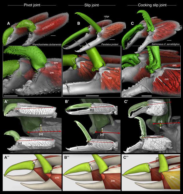 通过形态观察和三维建模，科学家构建了枪虾大螯演化的不同阶段。