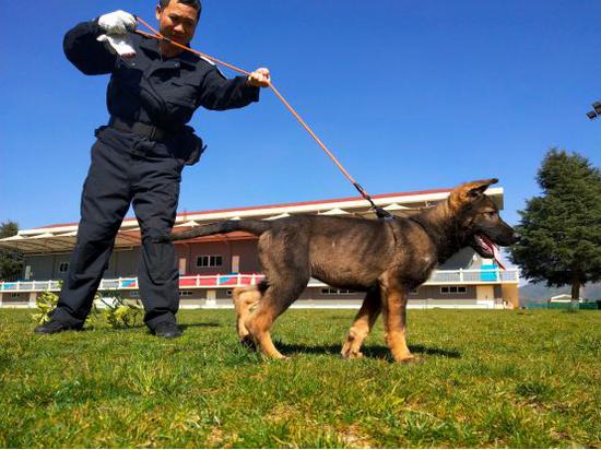 中国首次克隆警犬界的"福尔摩斯"昆勋"