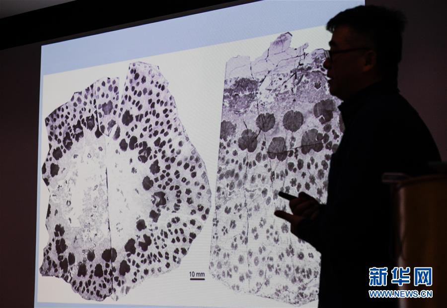 （科技）（2）古生物学家揭秘最古老树木如何生长