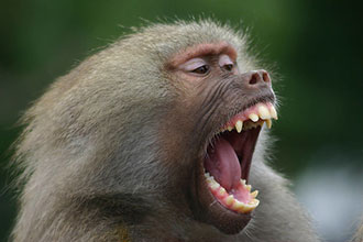 大猩猩牙齿图片