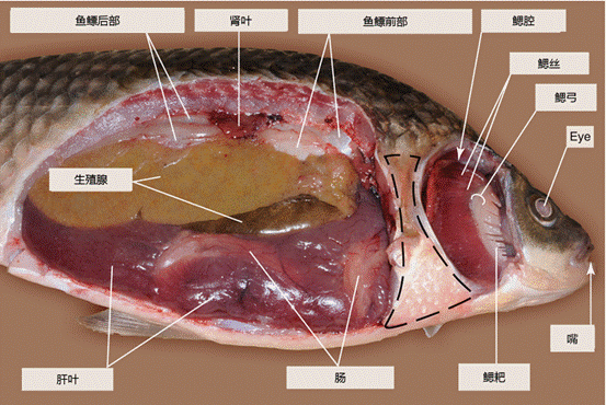 鲫鱼内脏结构图图片