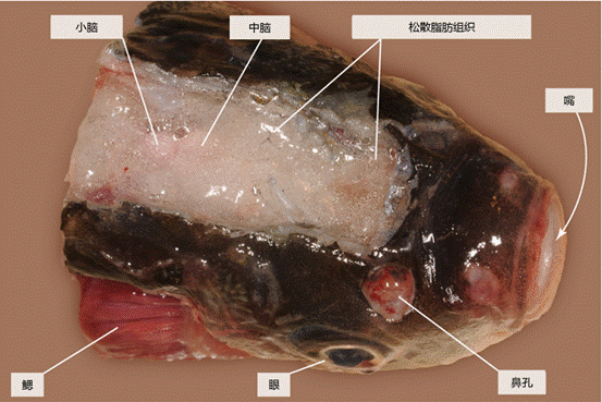 鲫鱼的解剖图和名称图片