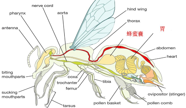蜜蜂的身体结构图片
