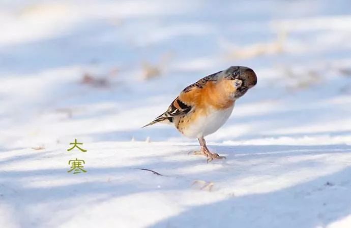 寒冬臘月,今日大寒