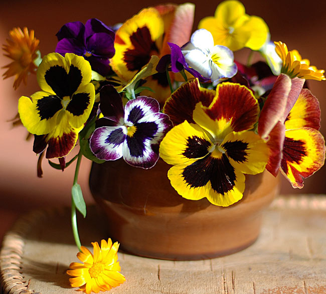 Pansy-flowers-and-calendula_5F2560x1600