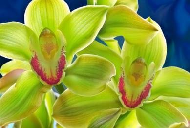 green-orchids