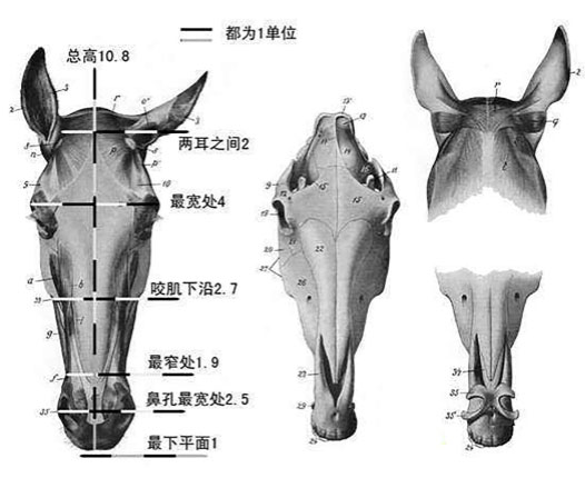 figure 11马的头部结构示意图