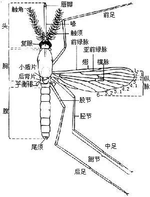 江湖上流传的驱蚊大法，其实并没有什么用