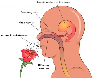 olfactory_diagram-300x255