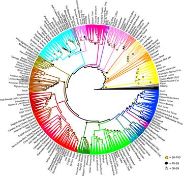 Cladogram of 161 Domestic Dog Breeds