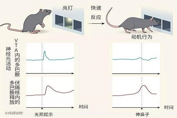 脑内谜题：是什么在激发“动机”？