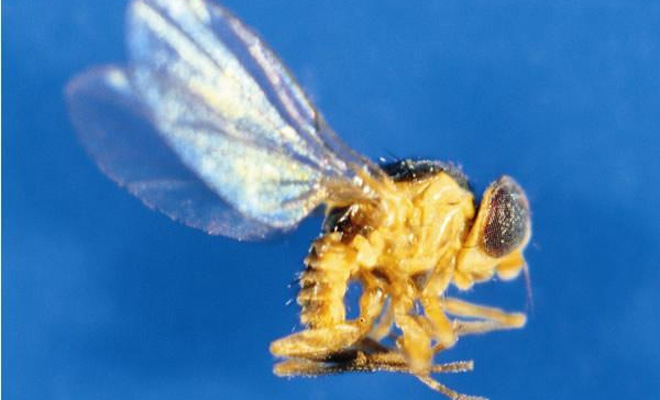 美洲斑潜蝇发生规律及防治对策