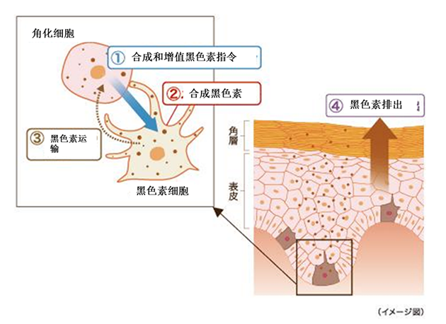 黑色素生成的四个过程