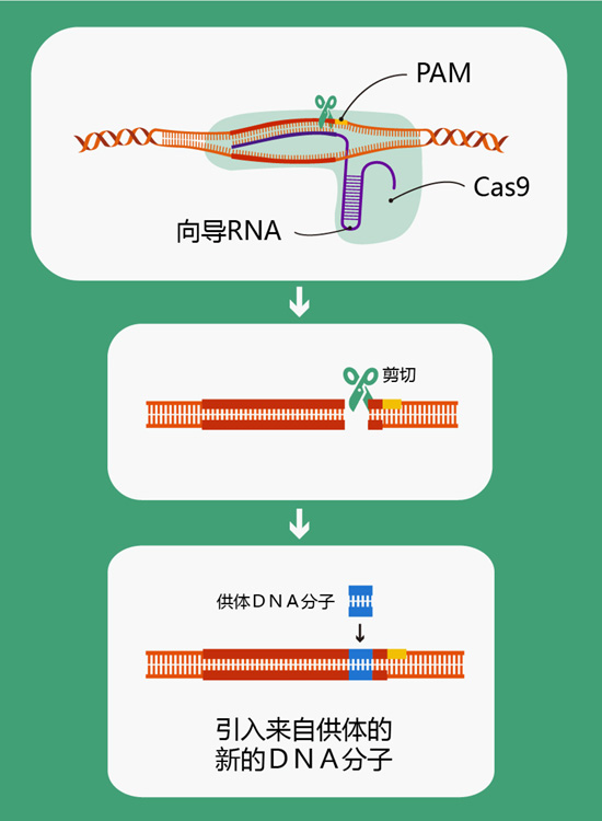 基因拼接技术图片