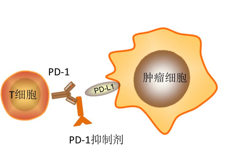 腫瘤免疫治療:抗腫瘤的第四支柱