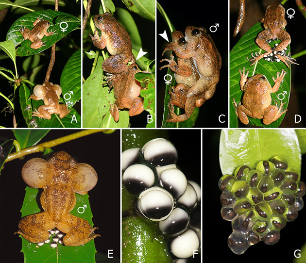 蛙类史上第七种交配体位诞生