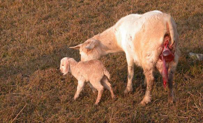 母羊临产前几天的图片图片